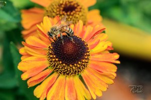 bee 4.jpg