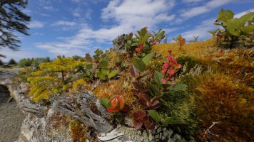 Haida Gwaii tree_16874.JPG