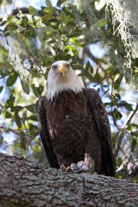 Eagle3.jpg