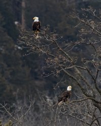 Bald eagle pair 8X10 NR lum.jpeg