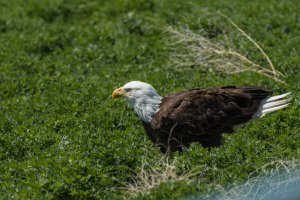 Bald Eagle-92.jpg
