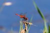 Dragonfly-11_FW.jpg