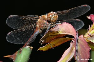 darter_sympetrum.JPG