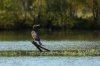 Cormorants on Lake Rogers-109.jpg