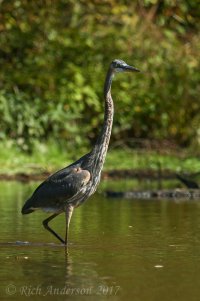 Herons, Egrets & ...-333.jpg