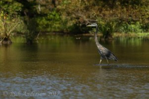 Herons, Egrets & ...-507.jpg