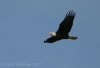 Bald Eagles on Lake Rogers-2400.jpg