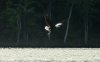Bald Eagles on Lake Rogers-2665.jpg