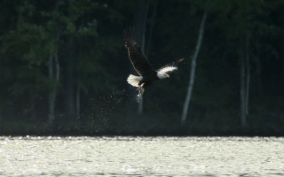 Bald Eagles on Lake Rogers-2665.jpg