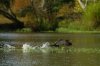 Cormorants on Lake Rogers-151.jpg