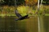 Cormorants on Lake Rogers-173-3.jpg