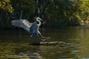 Herons, Egrets & ...-2640.jpg