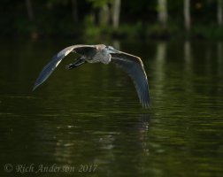 Herons, Egrets & ...-2648-3.jpg