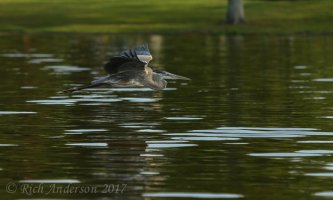 Herons, Egrets & ...-2660-3.jpg