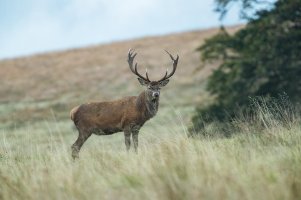 AE913935 Stag-101.JPG