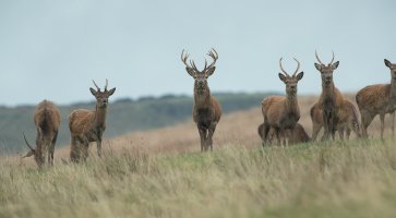 AE913717 Red deer-101.JPG