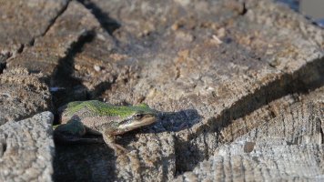 Boreal Chorus Treefrog_14332.JPG