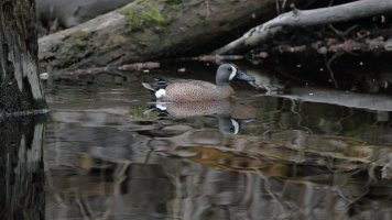 Blue-winged teal_s_12135.JPG
