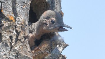 N YS flicker_14681.JPG