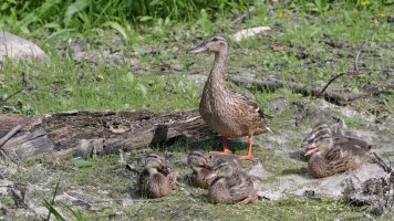 Mallard family_s_18158.JPG