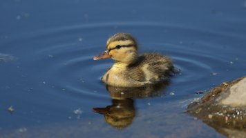 Mallard duckling_s_14245.JPG