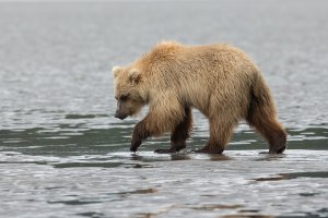 Alaska Lake Clark bear-walking-left-while-clamming-BX9U4785-2 (2).jpg