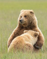 Alaska Lake Clark--mom-nursing-one-cub-BX9U5194-2.jpg