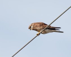 kestrel_3Q7A9908_DxO_kestrel.jpg