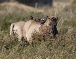 konik+starlings_3Q7A9936_DxO_konik+starlings.jpg