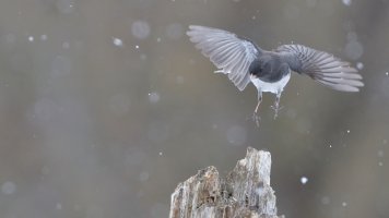 Junco flight_s_11616.JPG