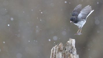 Junco flight_s_11617.JPG