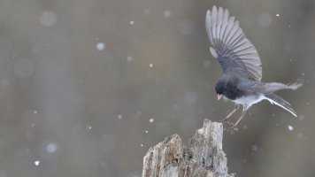 Junco flight_s_11618.JPG