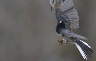 Juncos fighting_s_11830.JPG