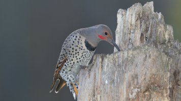 YS Northern flicker_23675.JPG
