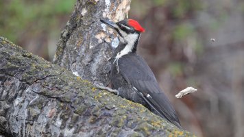 Pileated wood chips_s_12543.JPG