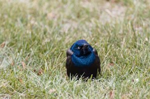 Blackbird 3 copy copy.jpg