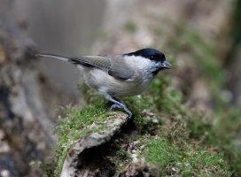 marshtit_2B4A9353_DxO_marshtit.jpg