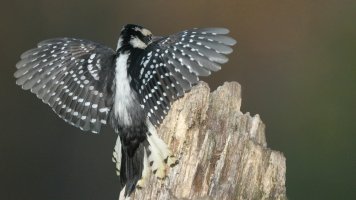 Downy wings_s_23951.JPG