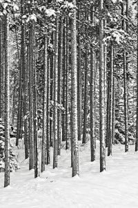 _36A4634 copy copy.jpg