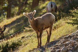 _MG_4075 copy copy1.jpg