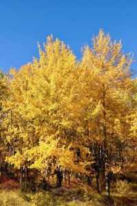 _MG_33282AP copy.jpg