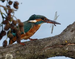 kingfisher_dragongfly_2B4A9479_DxO_crop.jpg