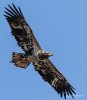 juvi eagle (1 of 1).jpg