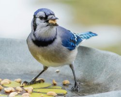 Le joyeux goinfre.jpg