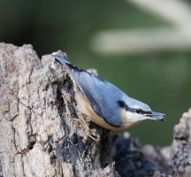 nuthatch_2B4A0289_DxO_nuthatch.jpg