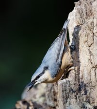 nuthatch_2B4A0241_DxO_verticalsmoire.jpg