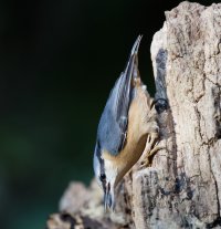 nuthatch_2B4A0229_DxO_L.jpg