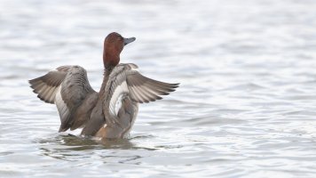 Redhead duck M_s_24702.JPG