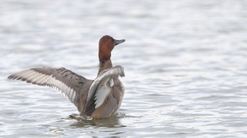 Redhead duck M_s_24703.JPG