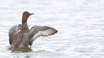 Redhead duck M_s_24704.JPG